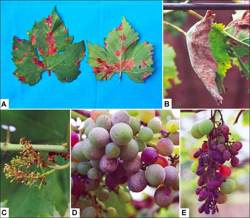 Антракноз винограда, чем лечить антракноз винограда