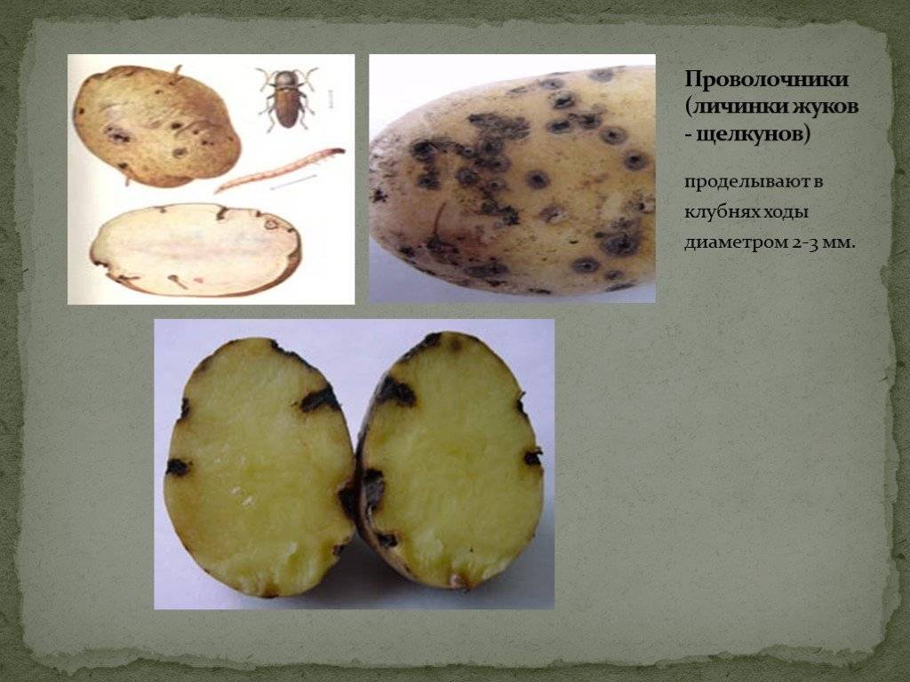 Болезни и вредители картофеля, все проблемы с фото и план спасения урожая