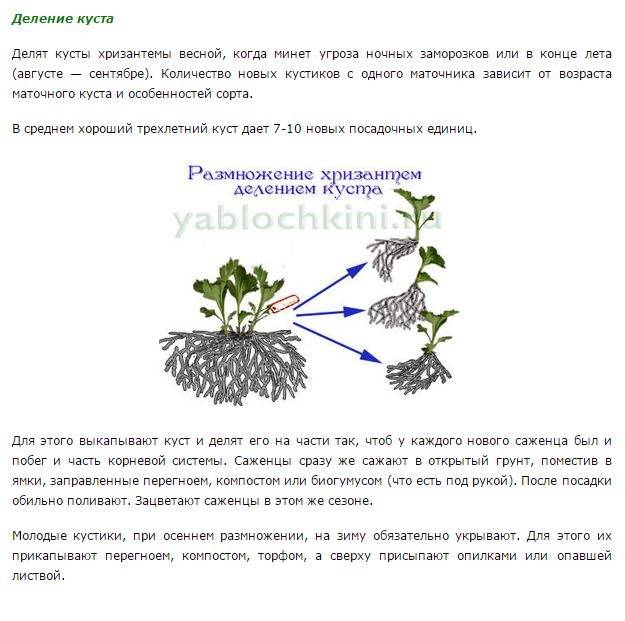 Хризантема садовая многолетняя: особенности ухода и размножения