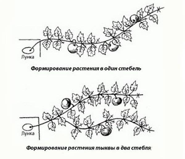 Схема правильного формирования дыни в открытом грунте