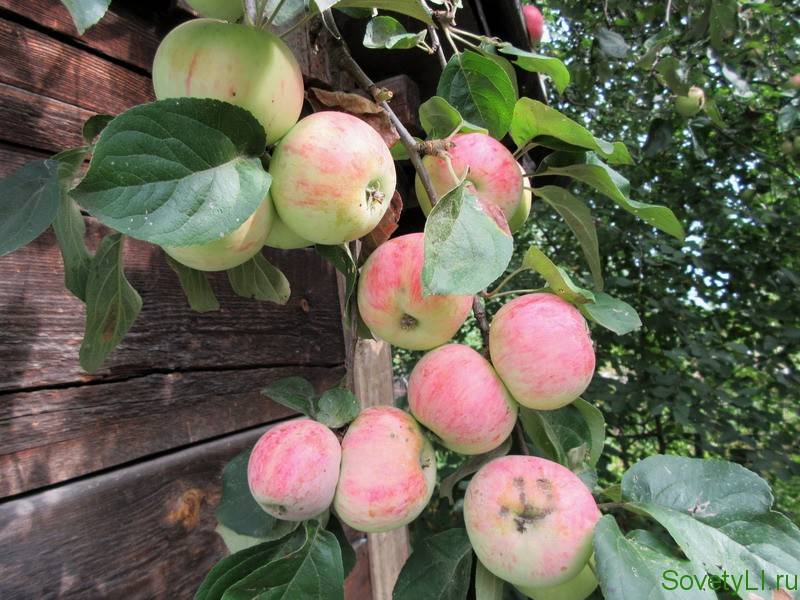 Почему не плодоносит яблоня: причины и что делать