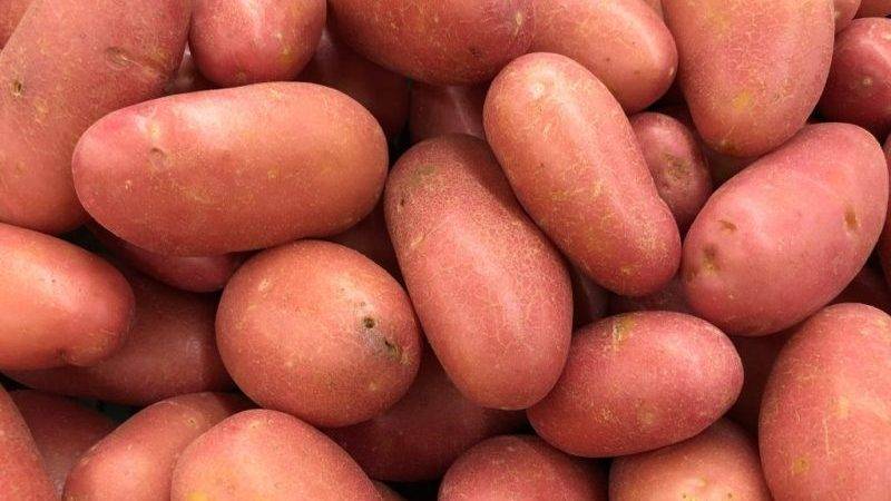Описание картофеля сорта ред леди: вкусовые характеристики и недостатки