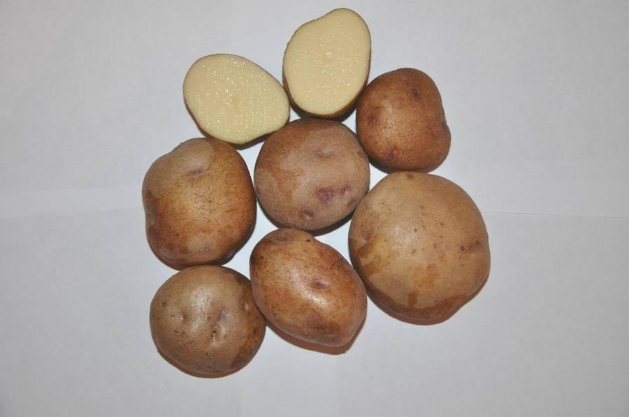 Описание сорта картофеля синеглазка, его выращивание и уход