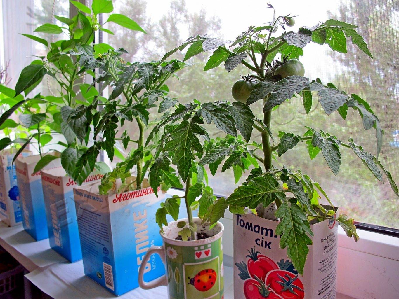 Выращивание рассады томатов в домашних условиях из семян, фото и видео