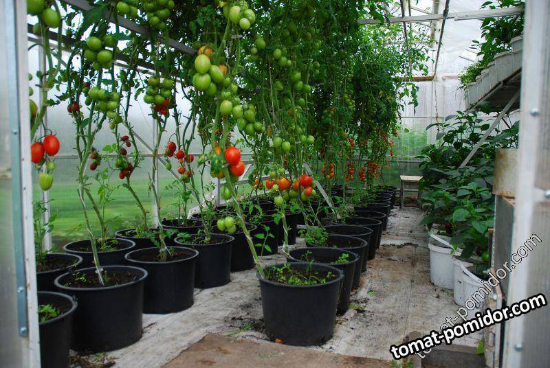 Технология выращивания помидоров в ведрах в открытом грунте и теплице