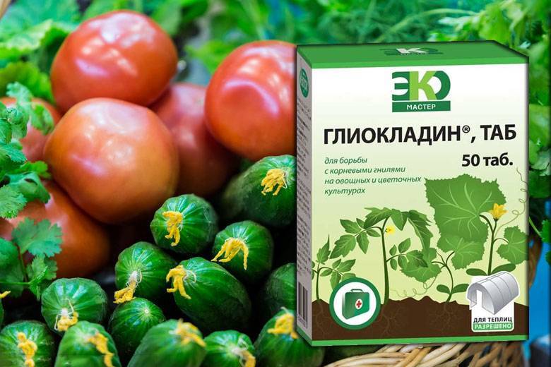 Глиокладин: применение на растениях и полезные свойства, принцип действия глиокладина, отзывы для томатов