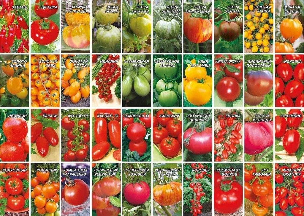 Описание лучших сортов и рейтинг томатов для теплицы на 2021 год