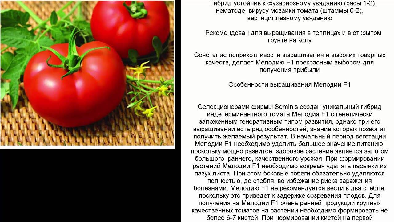 Картофель "мелодия": описание сорта и фото, характеристики корнеплода, а так же агротехника русский фермер