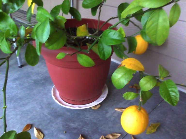 Вся информация о секретах цветения лимона и формирования его плодов в домашних условиях, уход, подкормка и обрезка