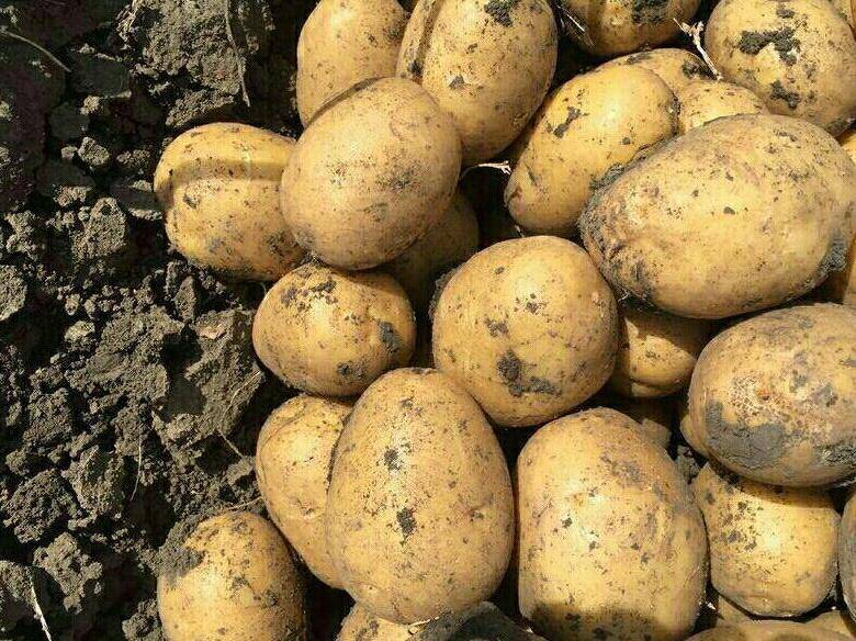 Характеристика, описание, урожайность, отзывы и фото сорта картофеля «колетте».