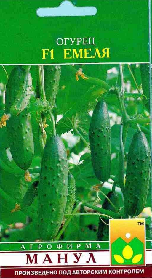 Огурец емеля f1: выращивание в теплице, характеристика сорта и описание с фото, отзывы