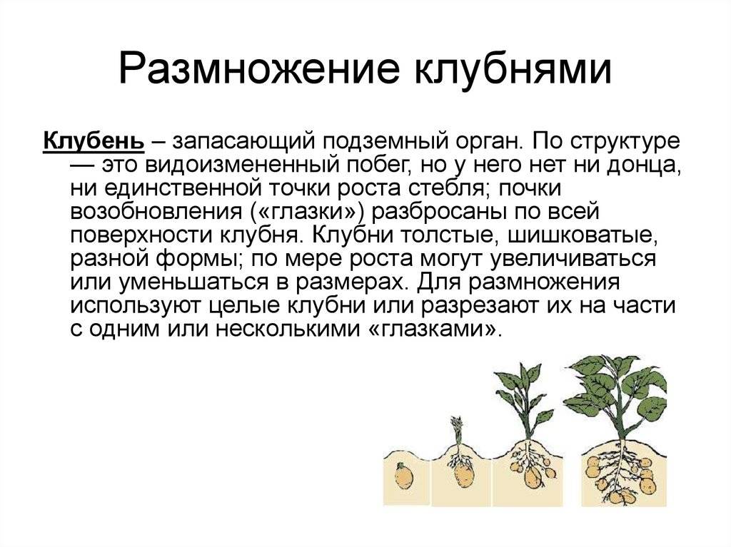 Черная смородина: выращивание на кубани, подкормки, сорта для юга, украины