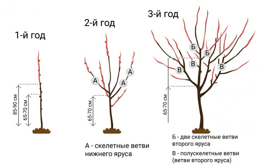 Черешня колоновидная, посадка и уход. технология выращивания колоновидной черешни
