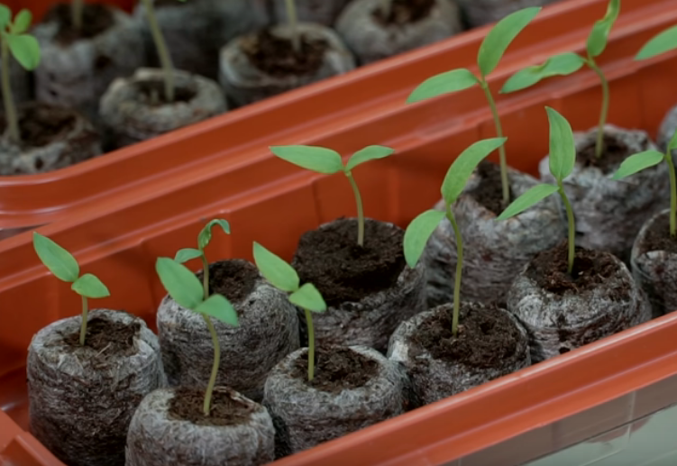 Посадка томатов в торфяные таблетки - сажаем и выращиваем рассаду