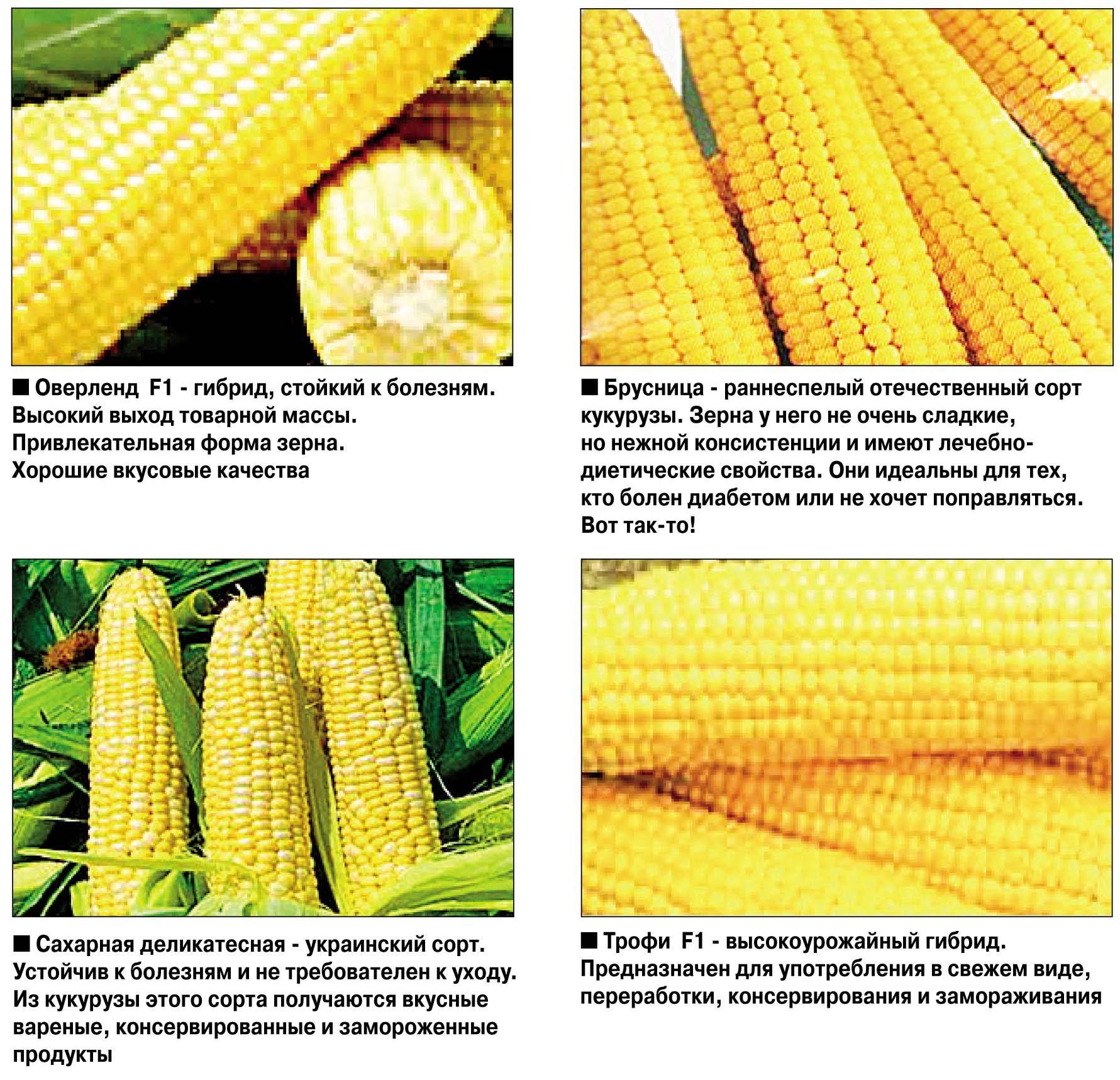 Урожайность кукурузы с 1 га: обзор разных сортов