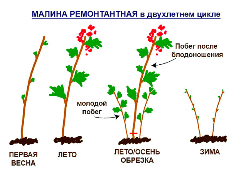 Ремонтантная клубника: особенности и нюансы посадки и выращивания, агротехника ухода весной и осенью, популярные сорта