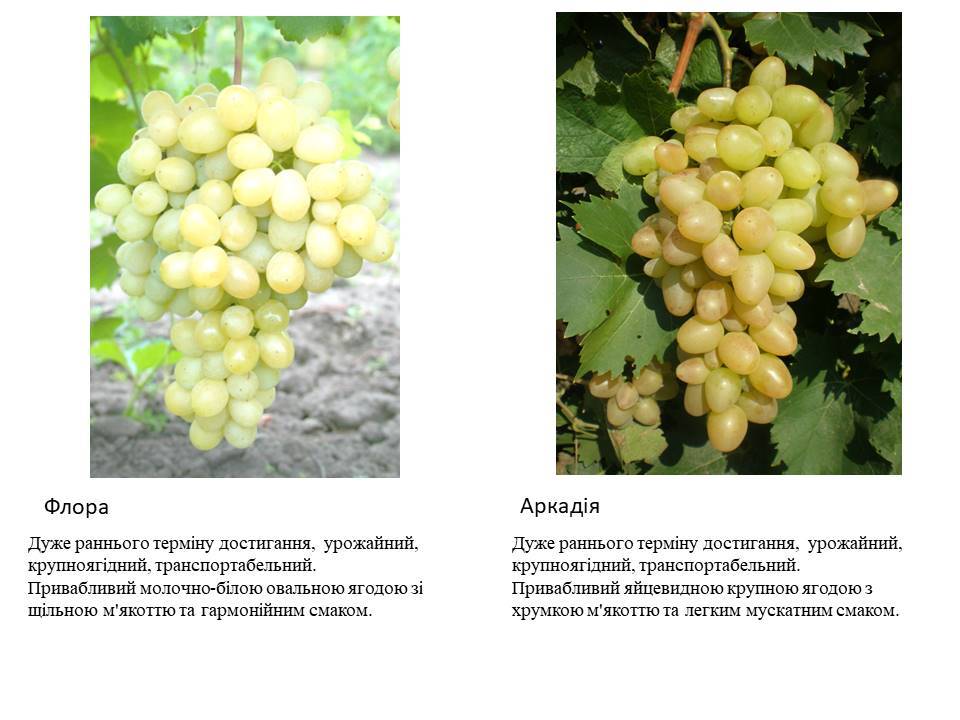 Виноград тасон: описание и характеристики сорта, посадка и выращивание с фото