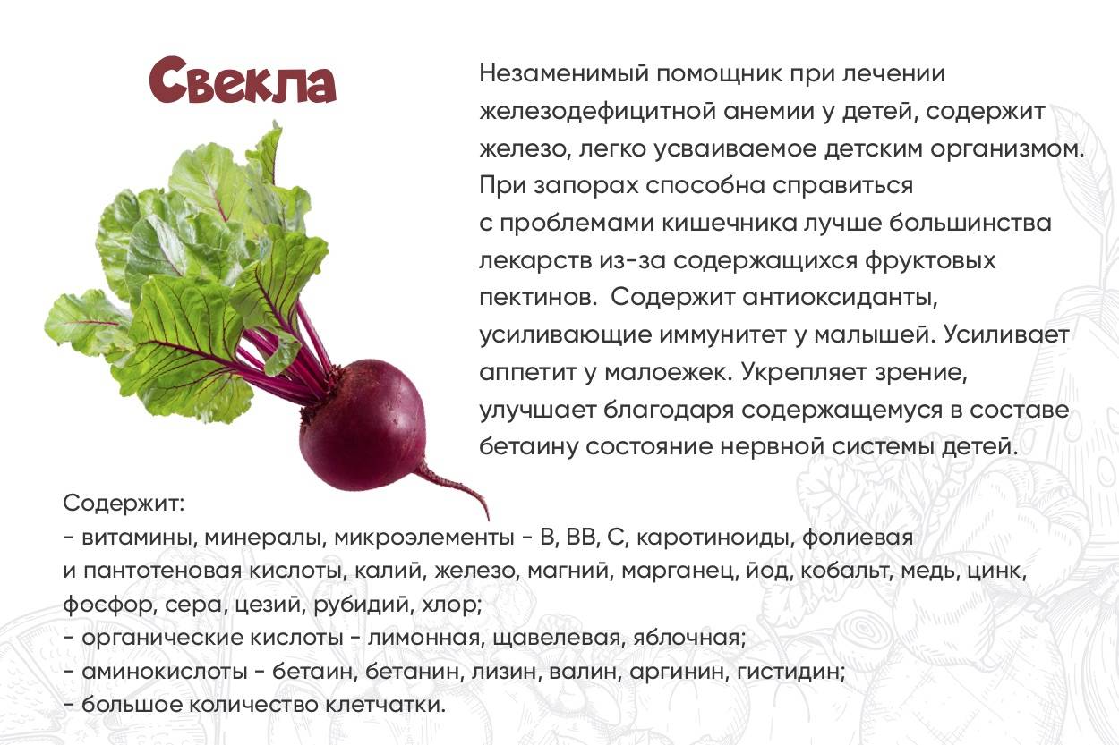 Полезные свойства и противопоказания красной редьки для здоровья, описание овоща