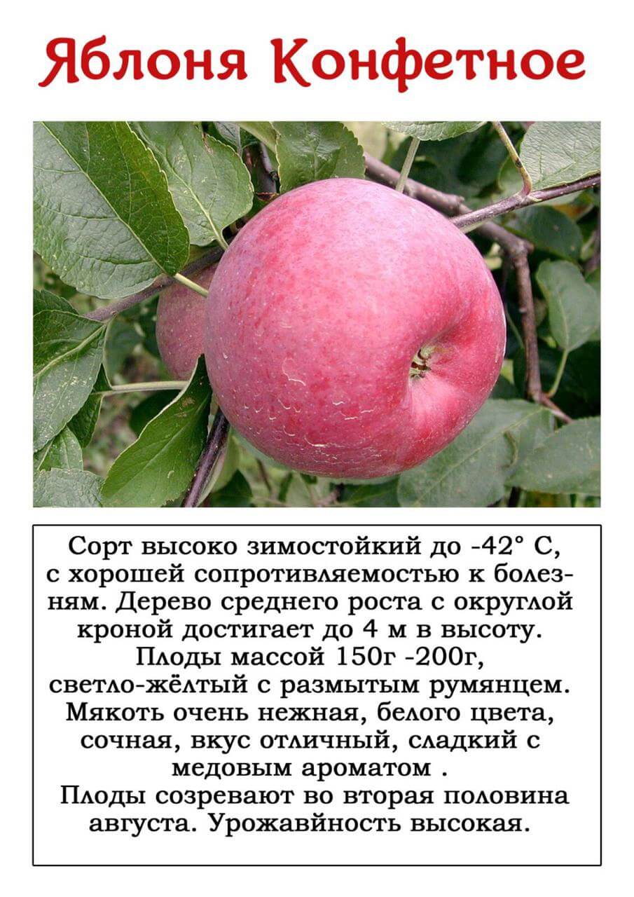 Яблоня сахарный аркад: описание и характеристики сорта, подвиды, посадка и уход
