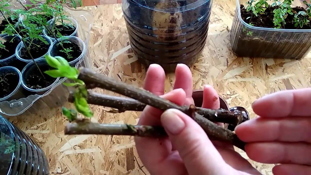 Как размножить абрикос