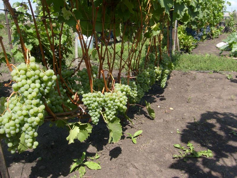 Цитронный магарача – виноград для виноделия, 9 особенностей и советы по посадке и уходу