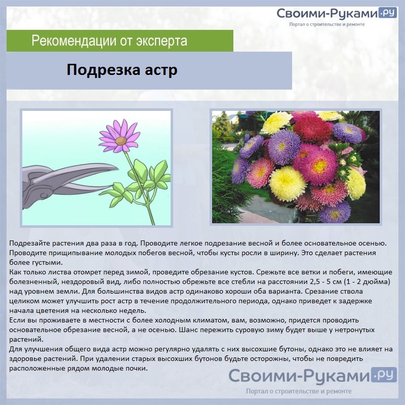 ᐉ цветок астра: посадка и уход в открытом грунте, фото, выращивание из семян, виды и сорта - roza-zanoza.ru