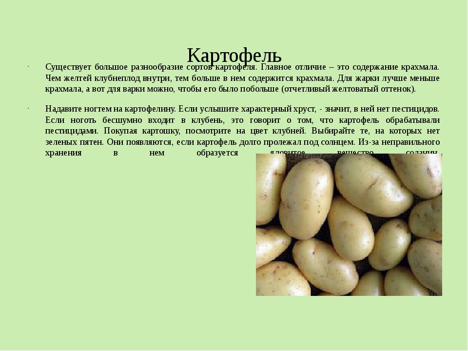 Разваристые сорта картофеля белорусской селекции