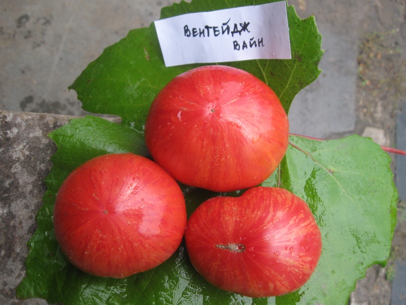 Томат картофельный малиновый: отзывы об урожайности помидоров, фото семян сибирский сад, характеристика и описание сорта