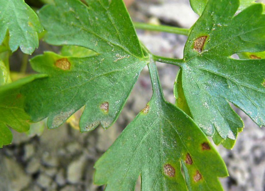 Чем болеет петрушка и какие насекомые вредят растению?