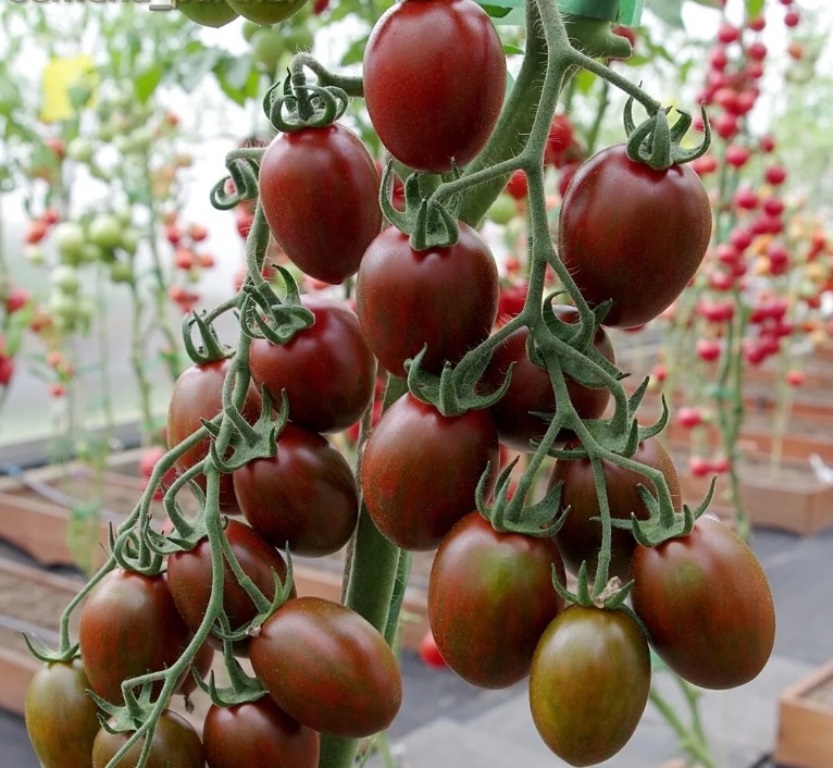 Самые лучшие сорта помидор черри, их польза и вред