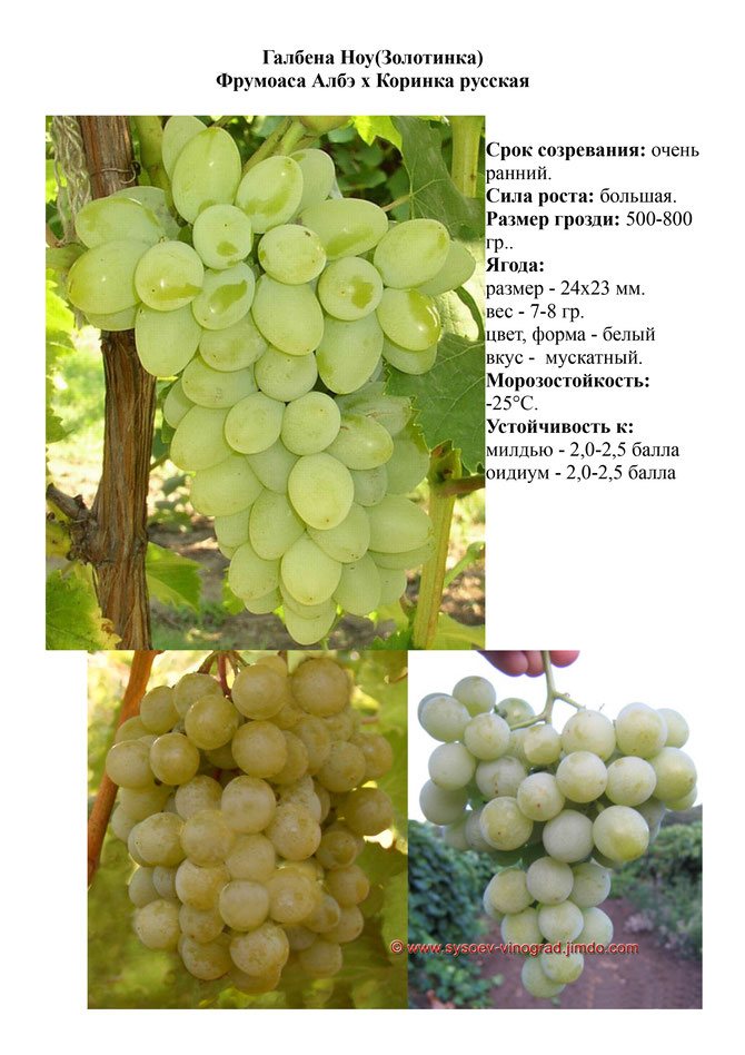 ᐉ сорт винограда золотинка (галбена ноу) - roza-zanoza.ru