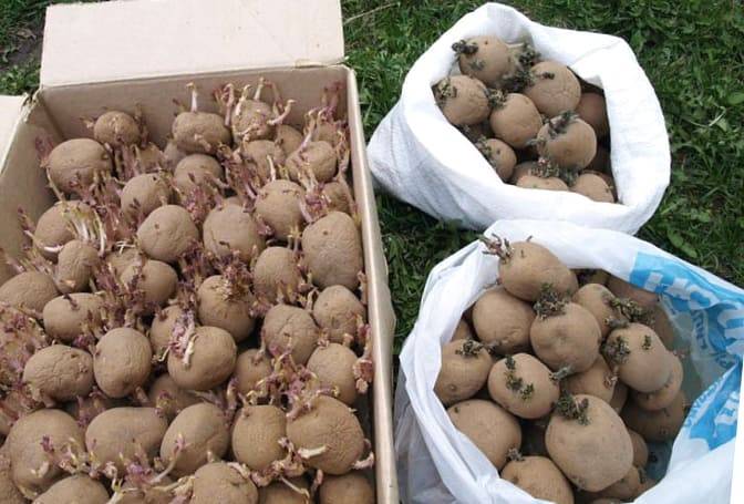 Характеристика картофеля сорта жуковский (ранний)