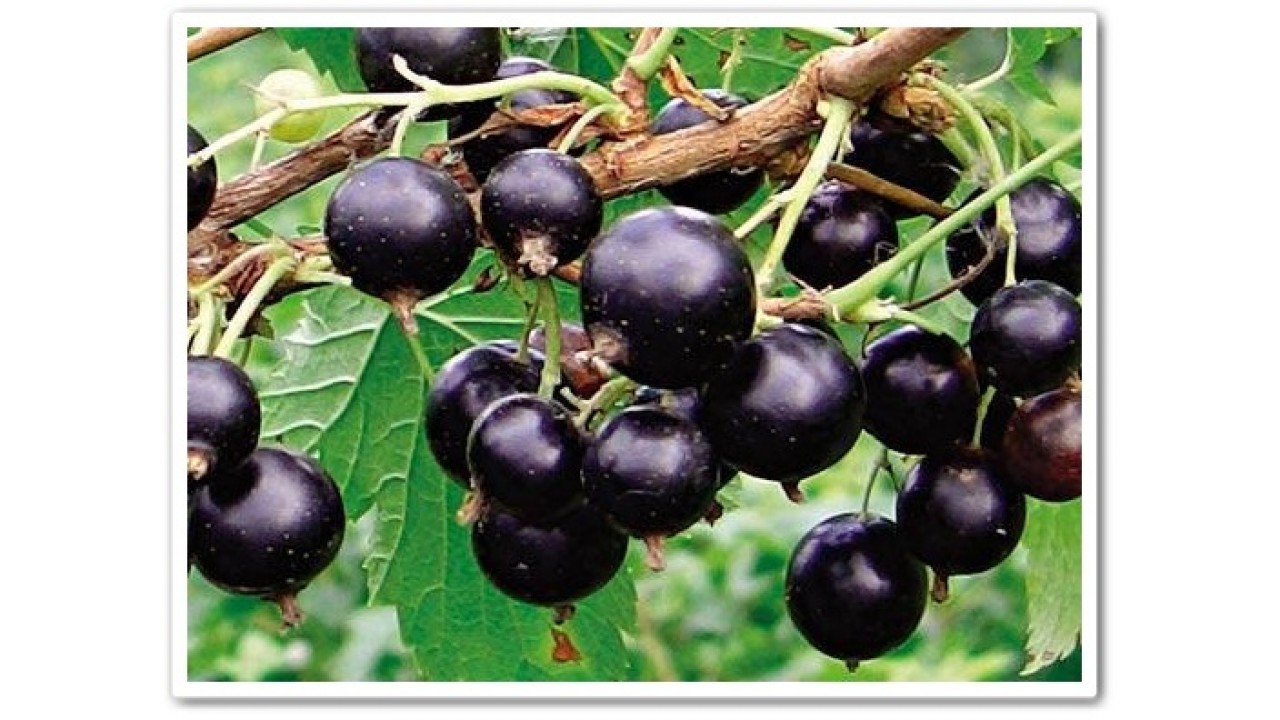 Крупноплодный сорт черной смородины «добрыня»
