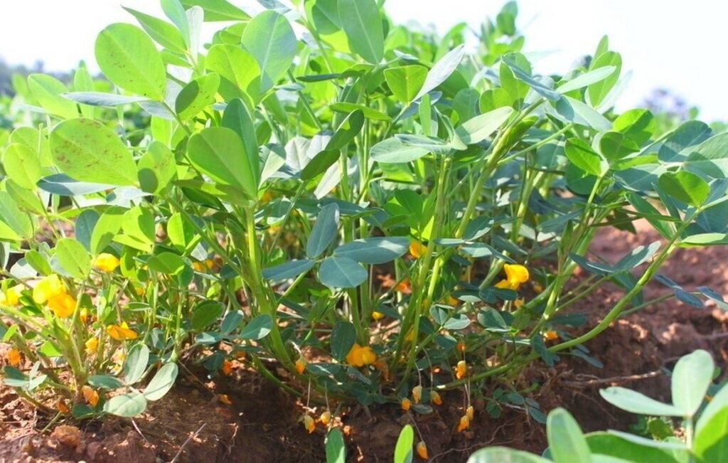 Как сажать арахис в средней полосе на огороде: как правильно посадить и как ухаживать за орехом