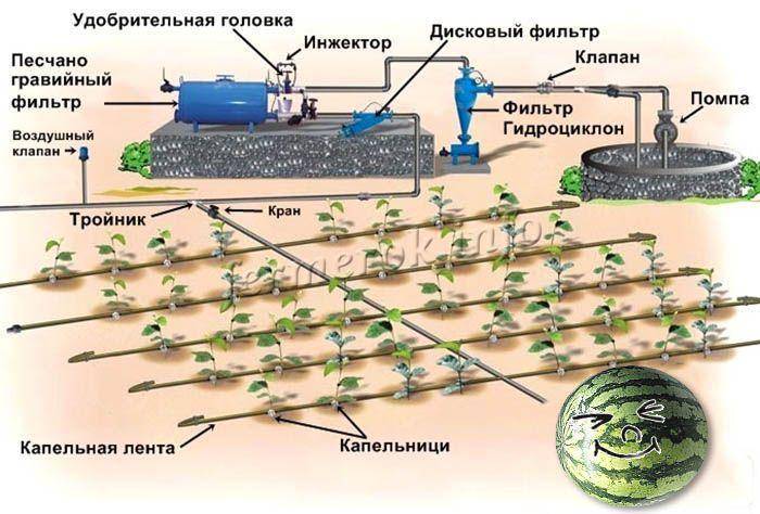 Любительская инструкция: как вырастить дыни рассадой и семенами в открытом грунте
