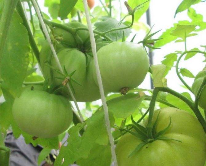 Томат властелин степей f1: характеристика и описание сорта, отзывы об урожайности помидоров, фото плодов