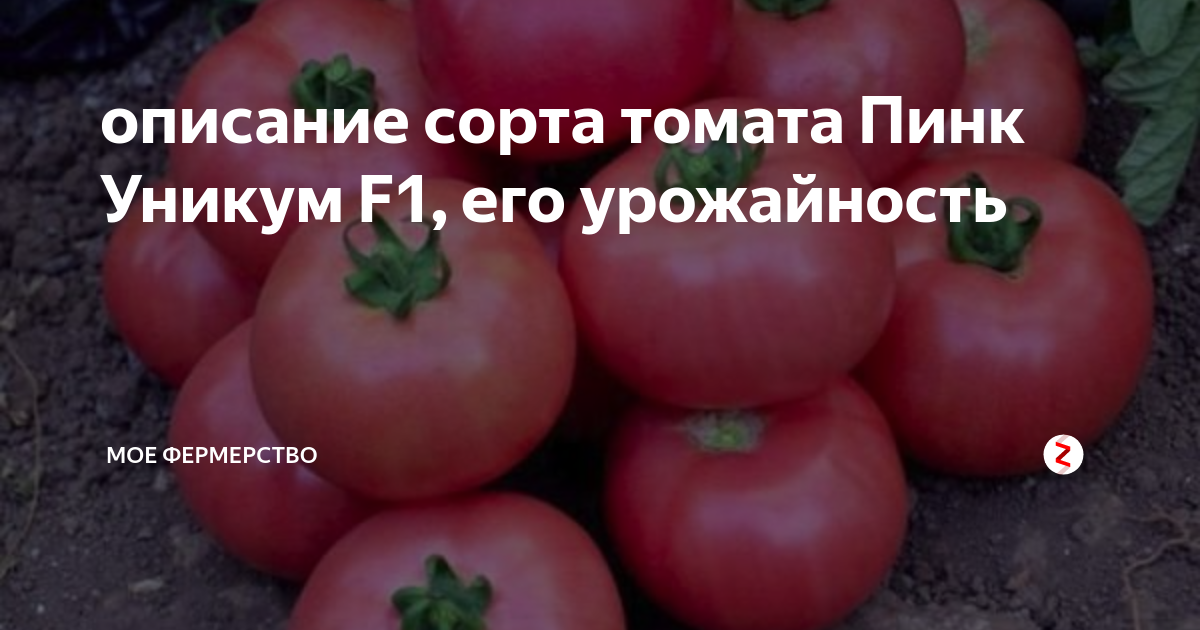 Томат пинк уникум: описание и характеристика, отзывы (9), фото, урожайность | tomatland.ru