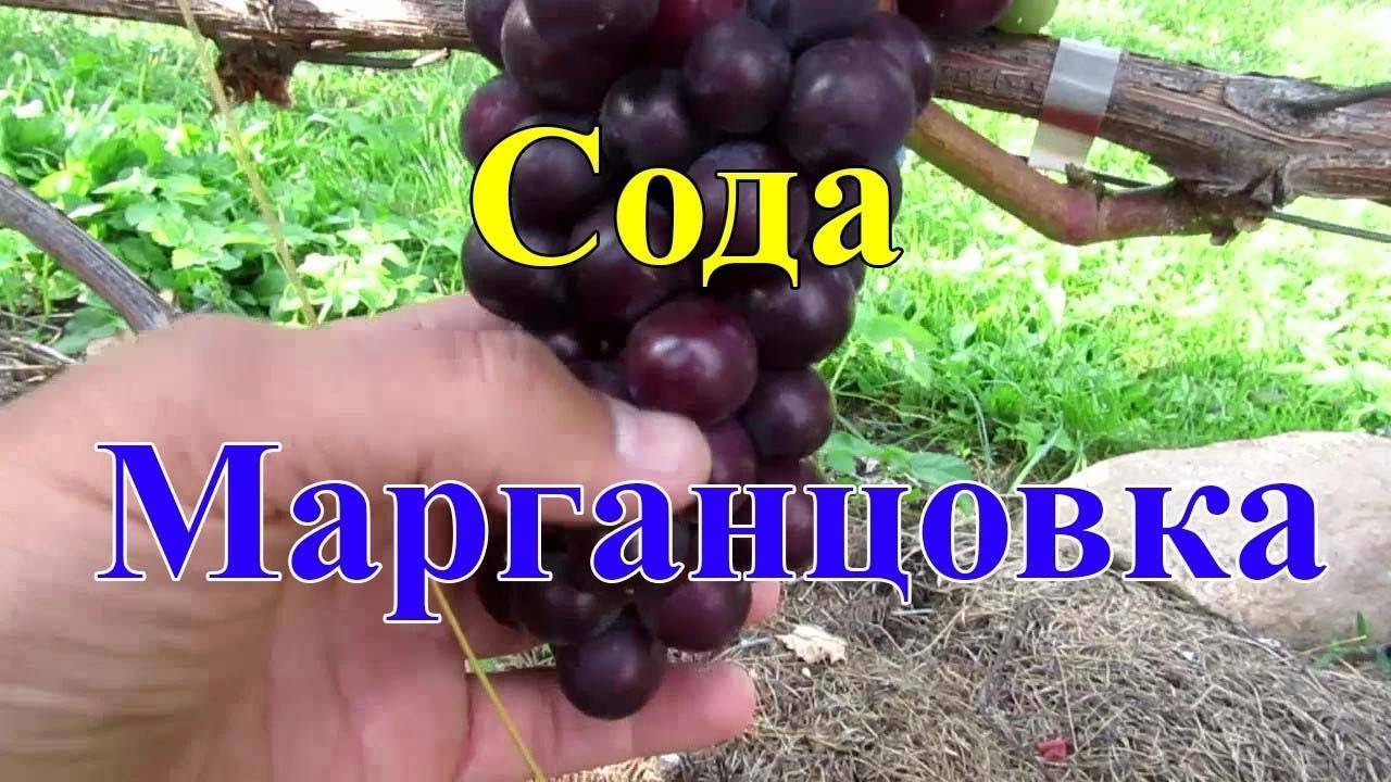 Опрыскивание винограда содой пищевой
