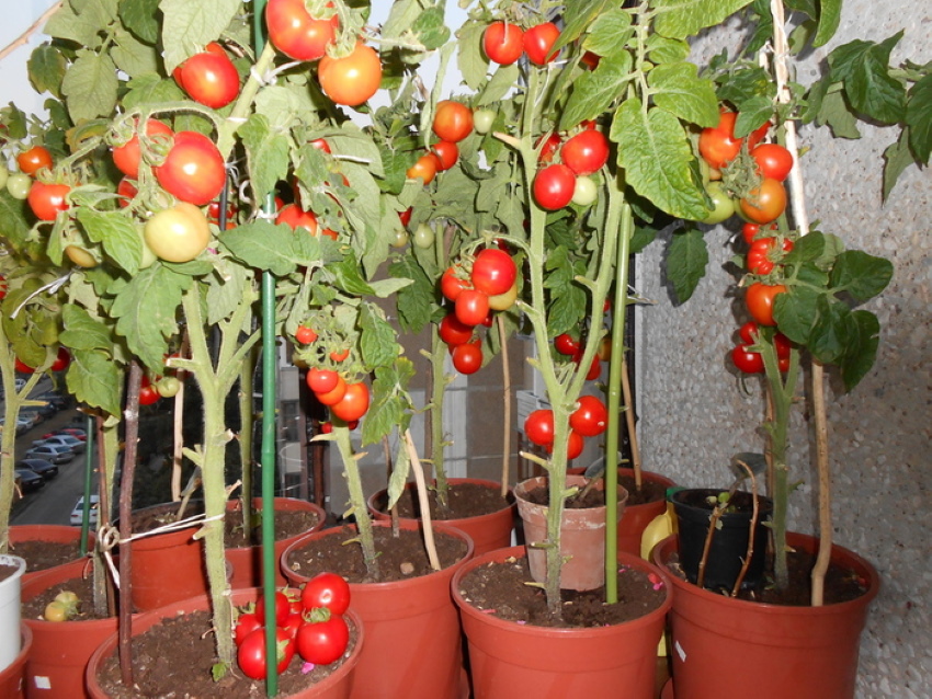 Как вырастить рассаду помидоров в квартире