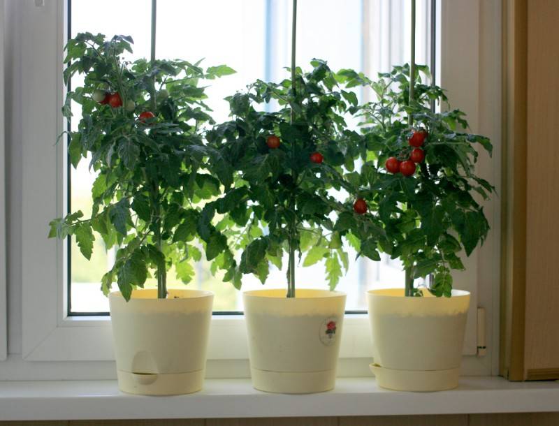 Как вырастить помидоры черри на подоконнике — как сажать на рассаду помидоры черри — про огород