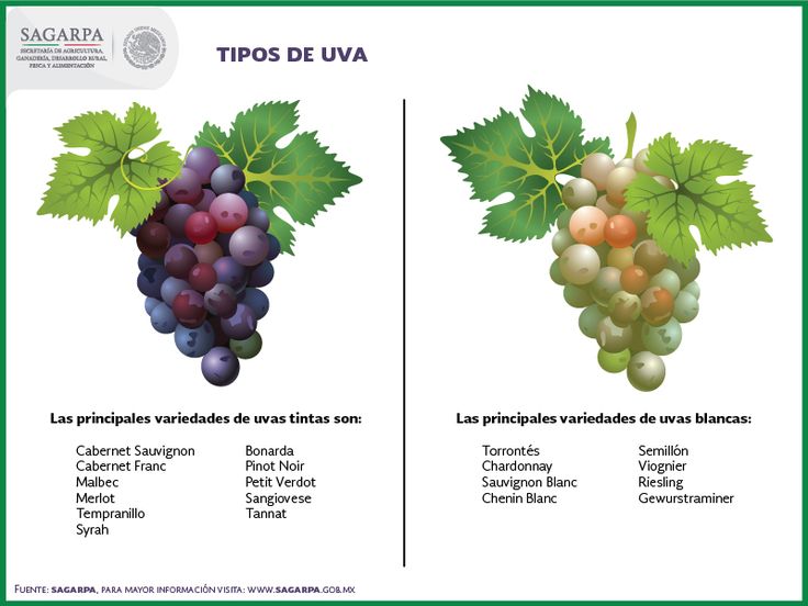 Описание сорта и особенности выращивания винограда «шоколадный»