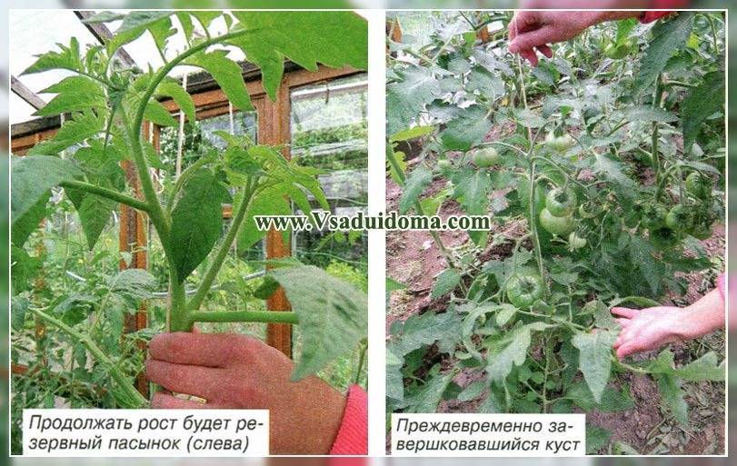 Колоновидный томат палка - урожайный экзот из америки