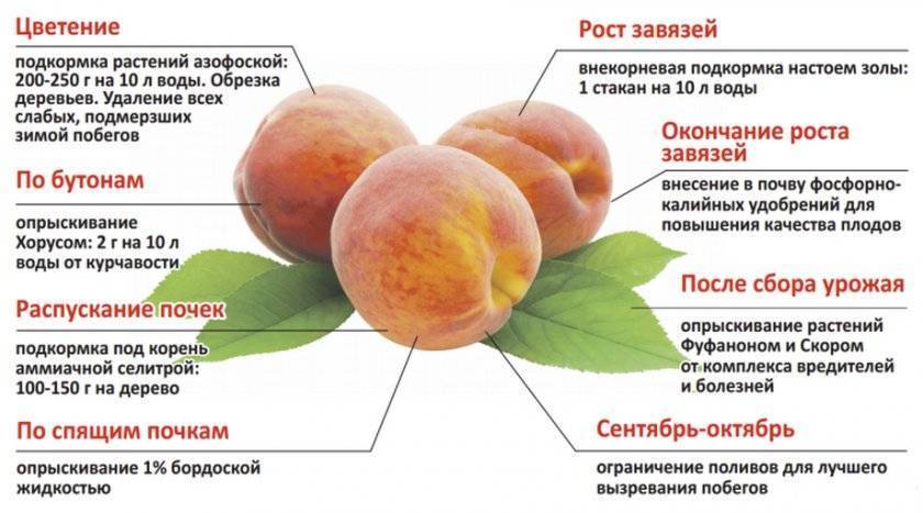 Инжирные персики бывают нескольких сортов