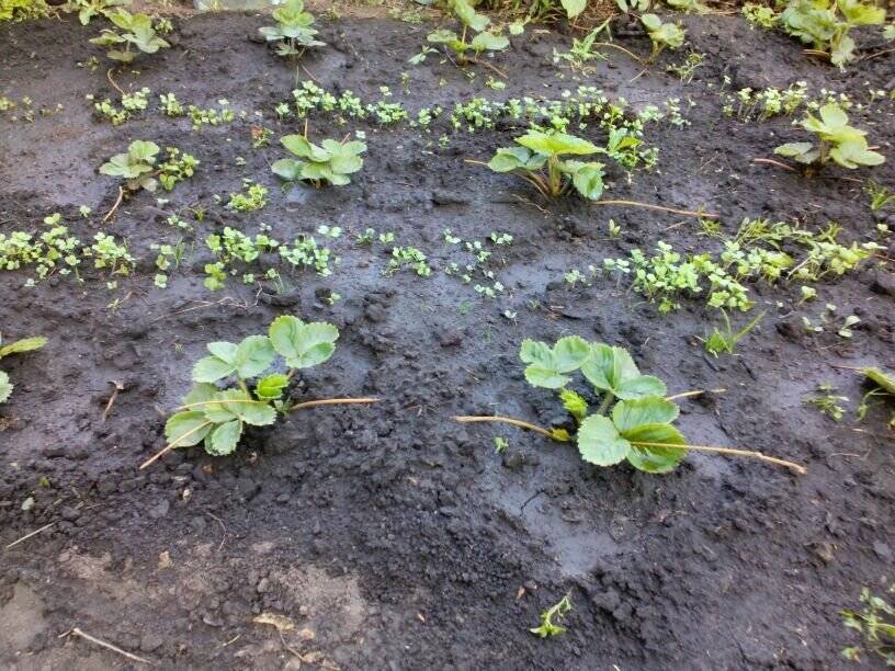 Посадка клубники осенью в открытый грунт, когда и как посадить в августе усами - почва.нет