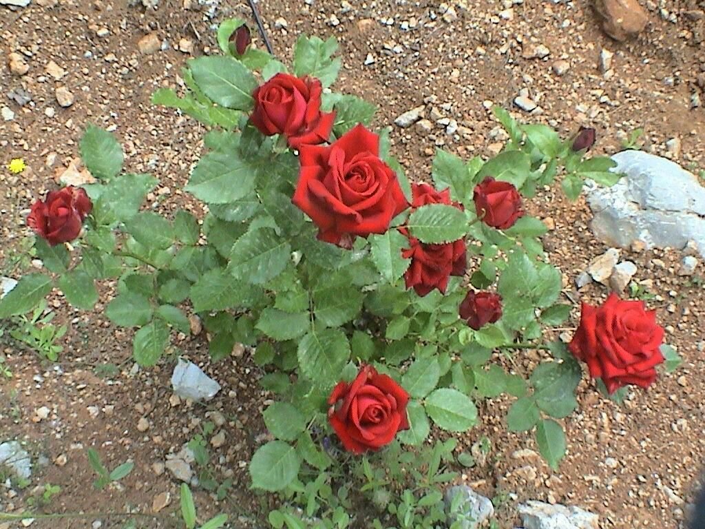 Роза сорта сантана - описание, характеристики, правила ухода | розоцвет