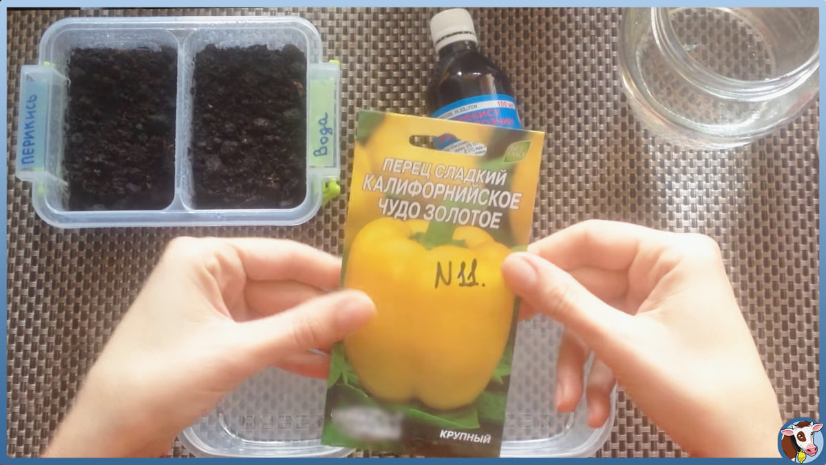 Перекись водорода для рассады помидоров: супер средство при выращивании