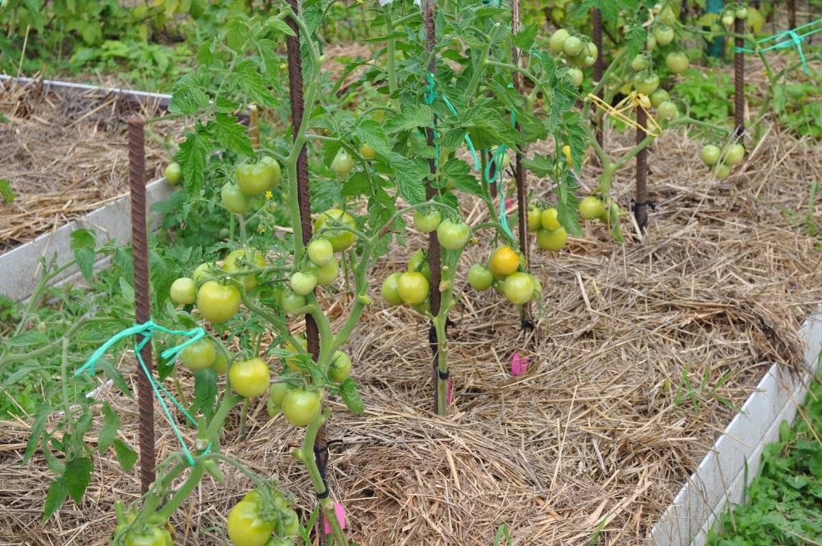 Как правильно выращивать и ухаживать за помидорами в открытом грунте в Подмосковье