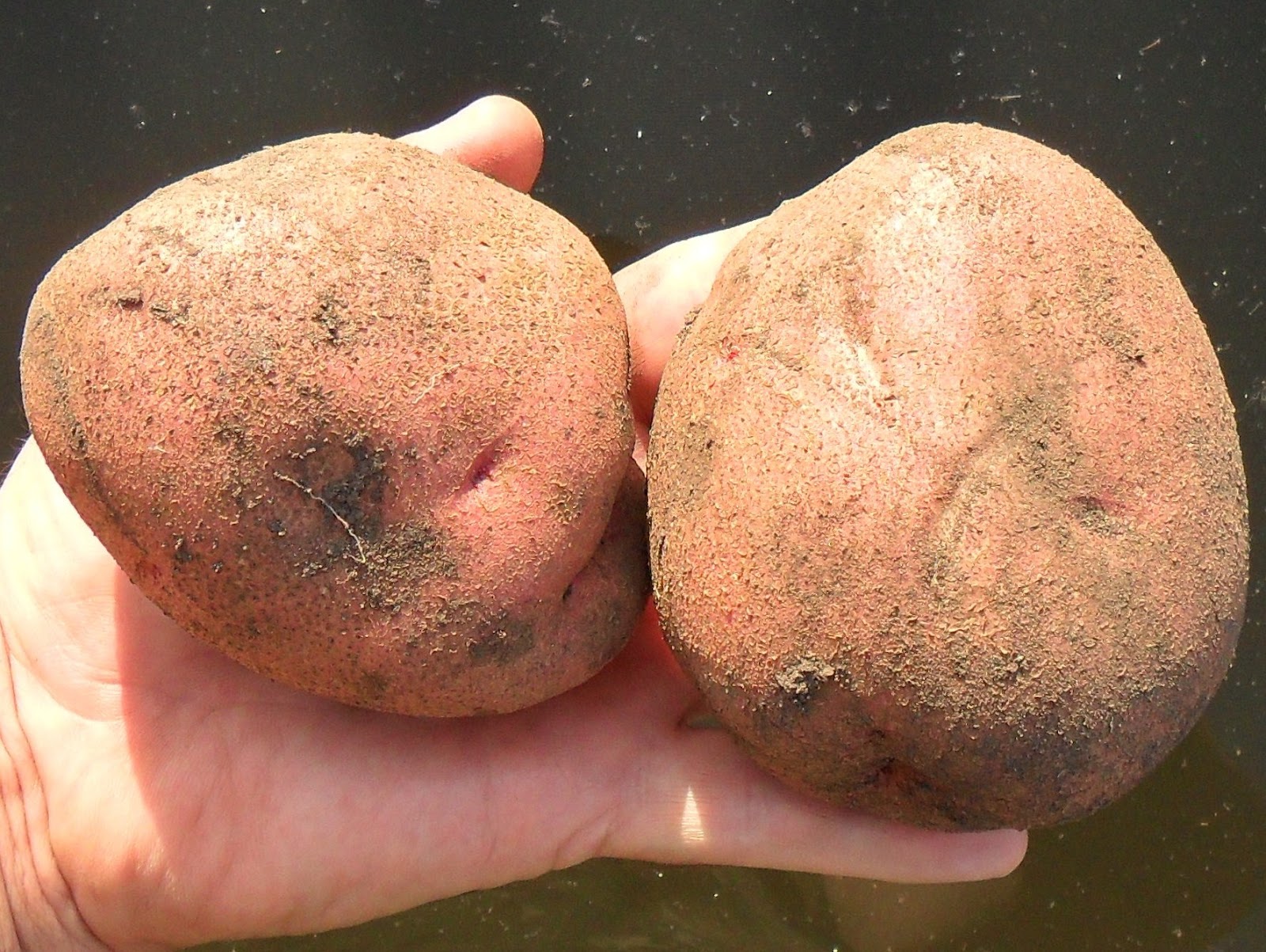 Картофель любава: 8 особенностей и 11 советов по выращиванию и уходу