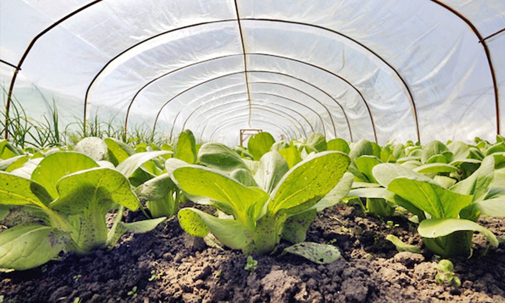 Капуста брокколи: выращивание и уход в открытом грунте, в теплице и в домашних условиях, как вырастить из семян, фото
