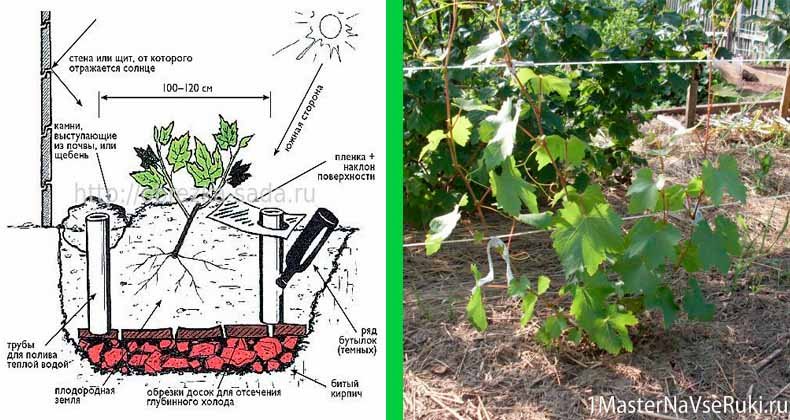 Виноград на урале: особенности выращивания, подходящие сорта